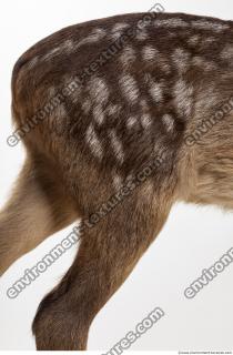 animal skin doe fur 0010